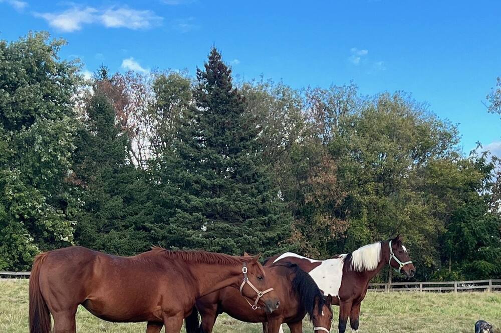 Photo of Others in Richmond Hill