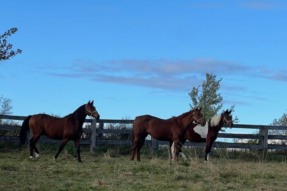 Photo of Others in Richmond Hill