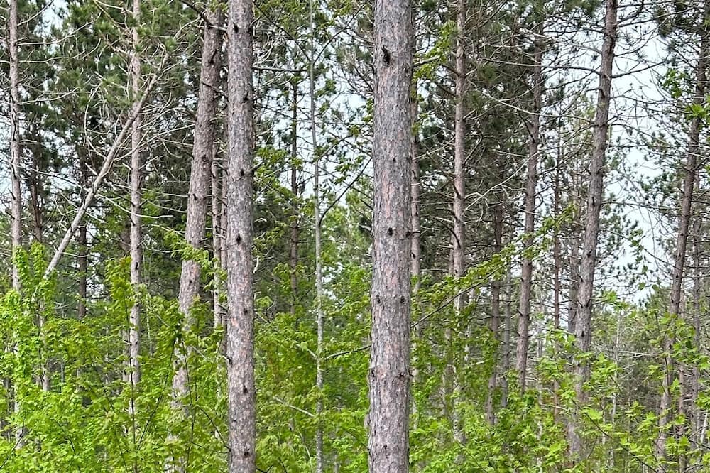 Photo of Outdoor in Malone