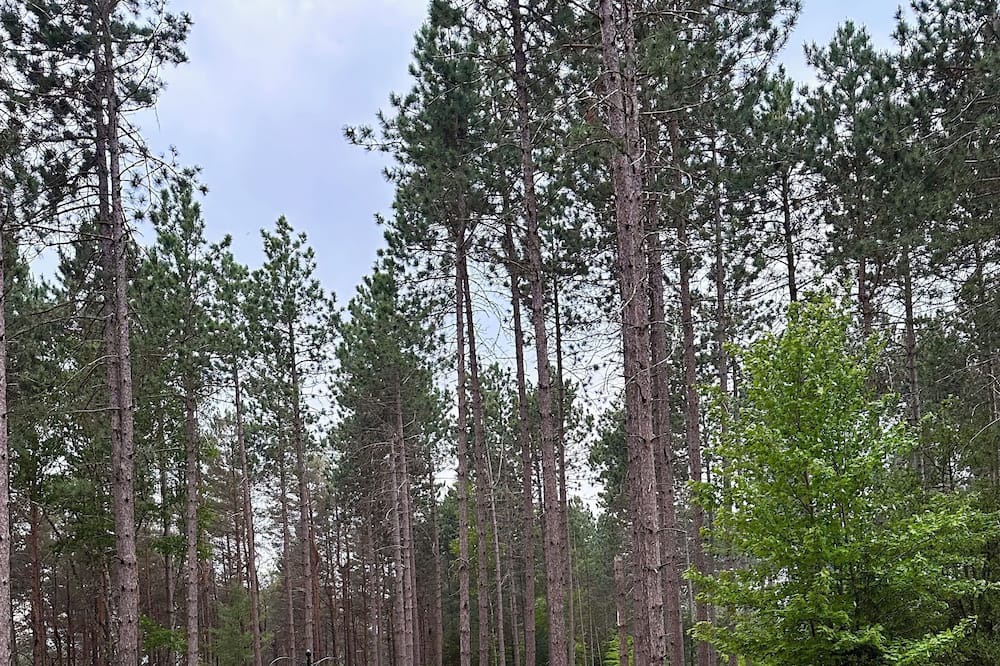 Photo of Outdoor in Malone