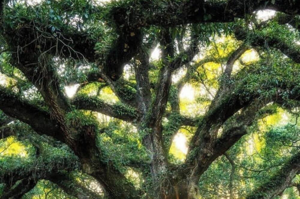 Photo of Outdoor in Tallahassee