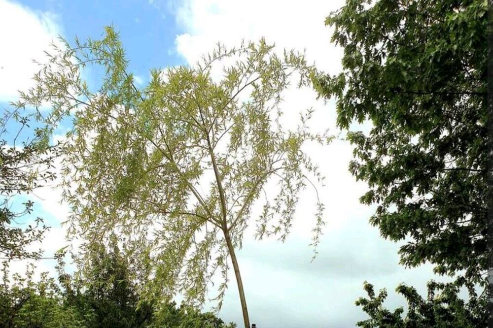 Photo of Outdoor in Samsons-Lion