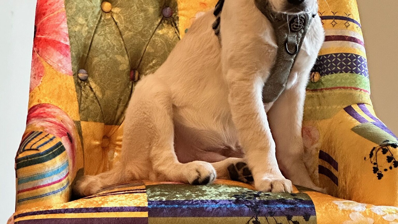 Photo of Others in Kincraig