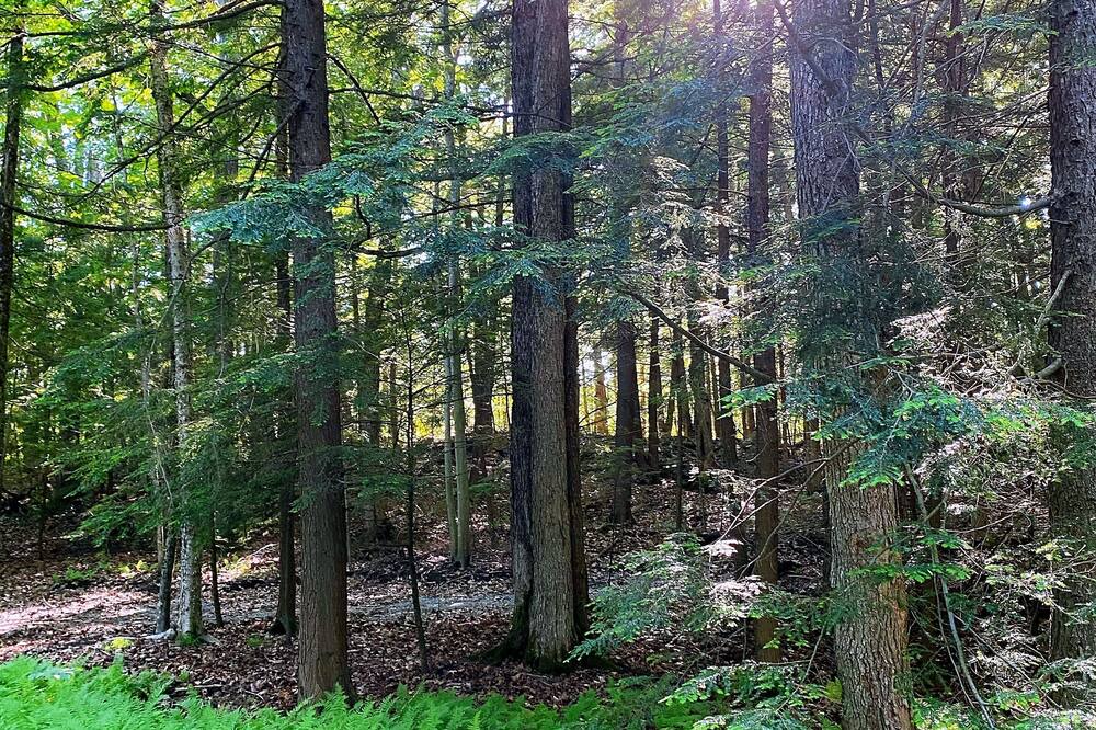 Photo of Outdoor in Minden Hills