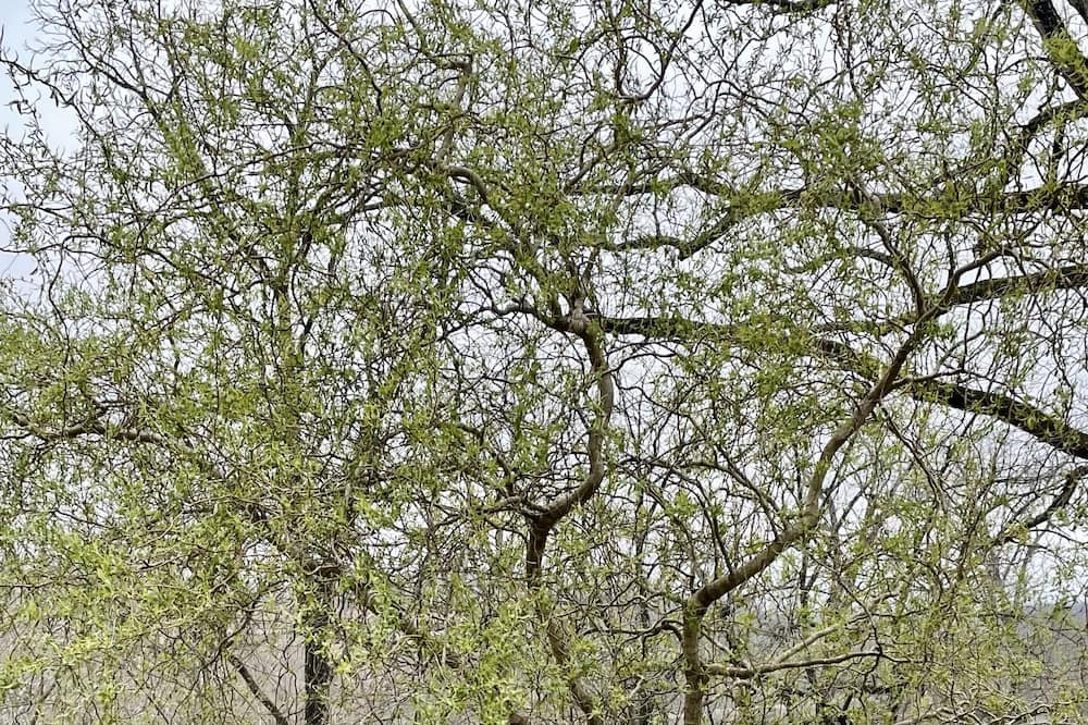 Photo of Others in Mammoth Spring