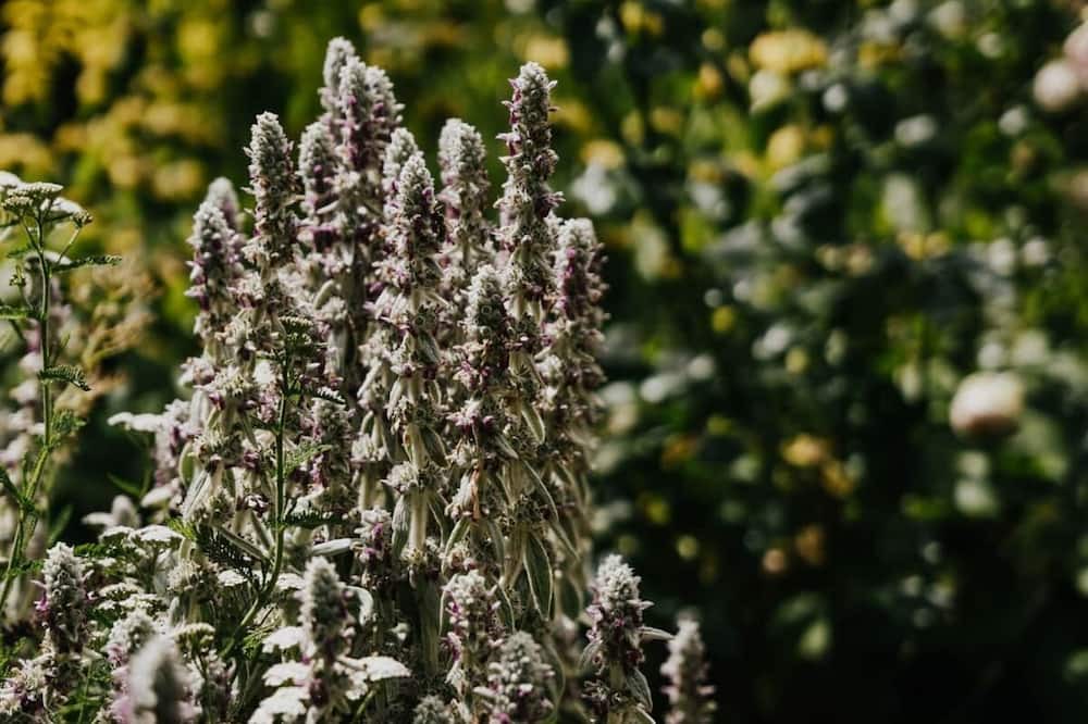 Photo of Others in Castlemaine