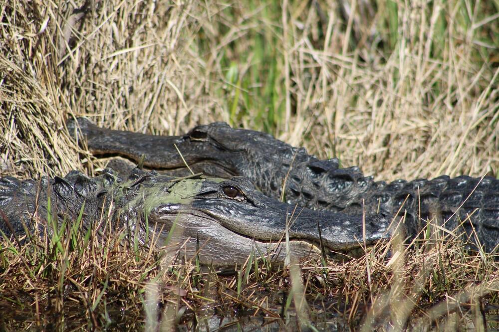 Photo of Others in Jennings
