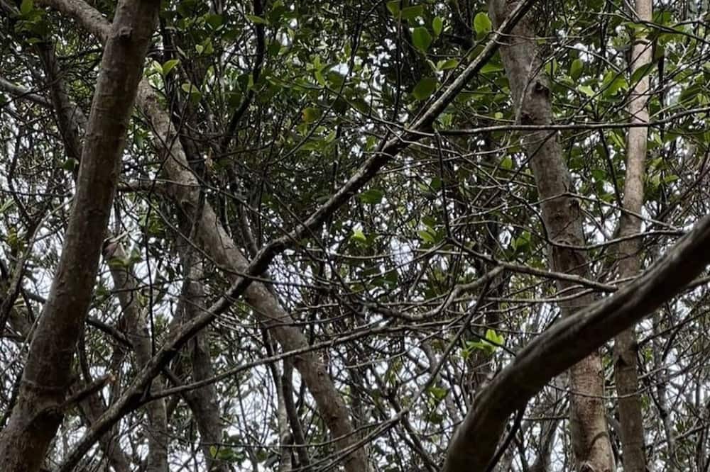 Photo of Others in Eltham