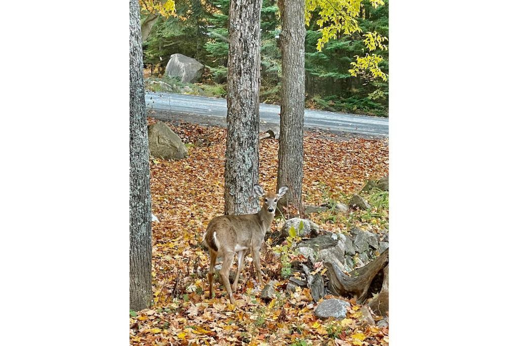 Photo of Outdoor in Cantley