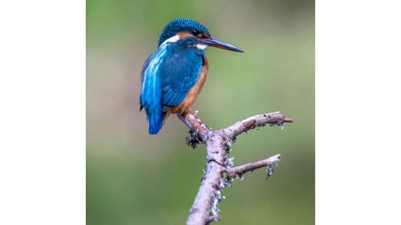 Photo of Others in La Calotterie