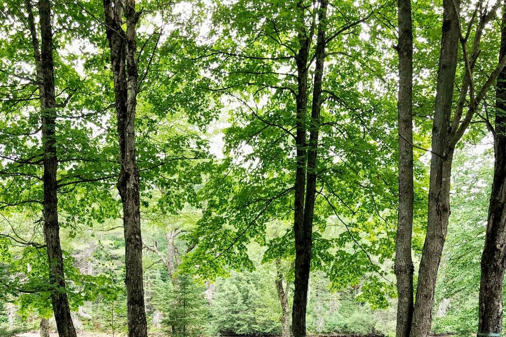 Photo of Outdoor in Bracebridge