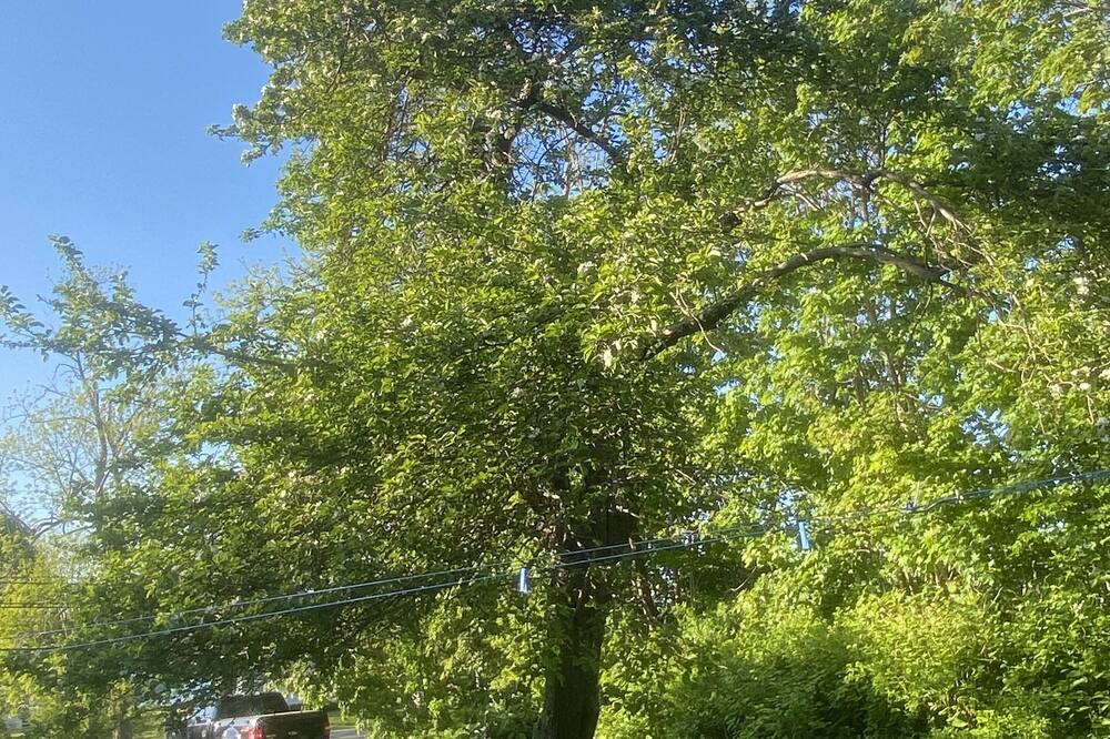 Photo of Outdoor in Cornwallis