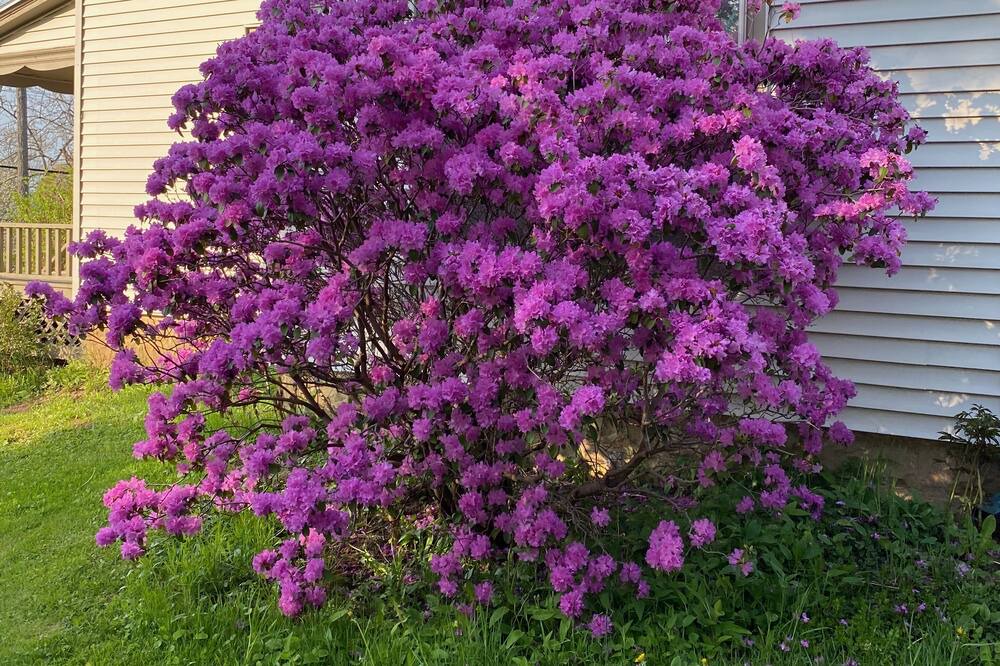 Photo of Outdoor in Cornwallis