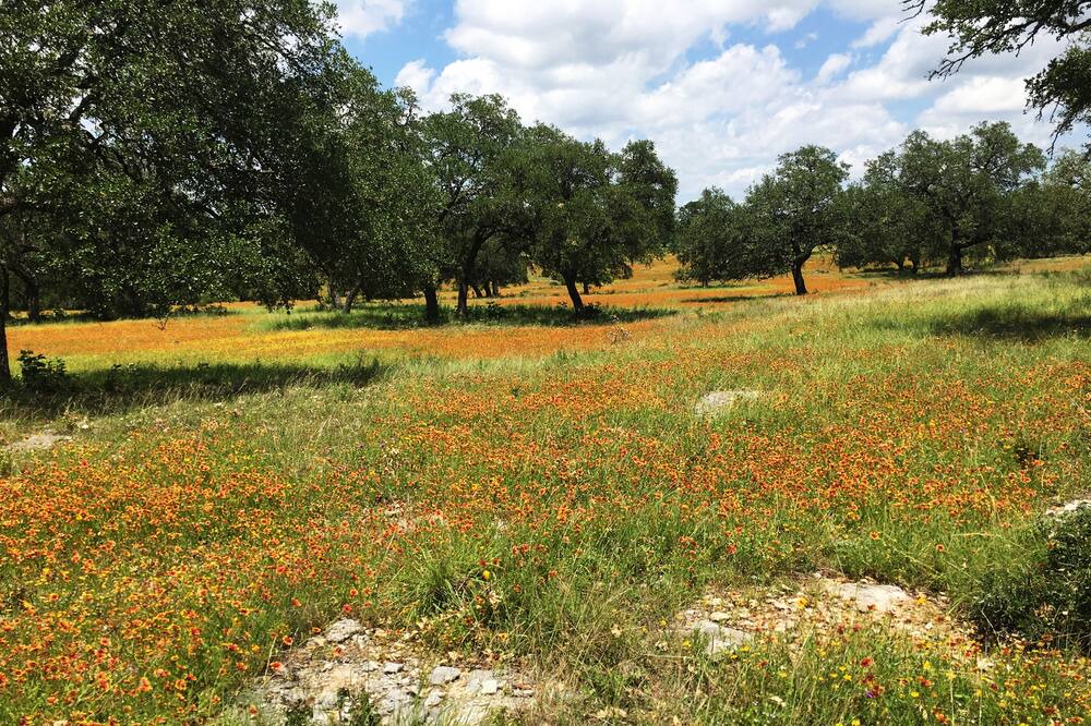 Photo of Others in Boerne
