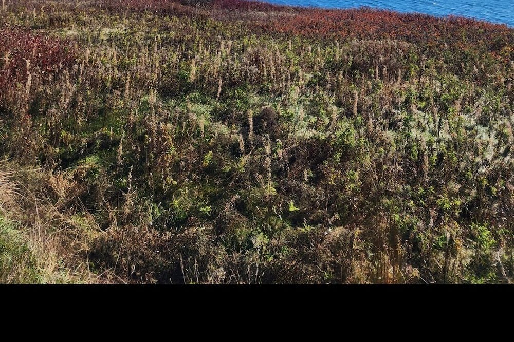 Photo of Others in Perce