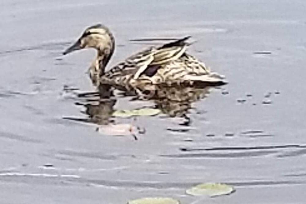 Photo of Outdoor in Gracefield