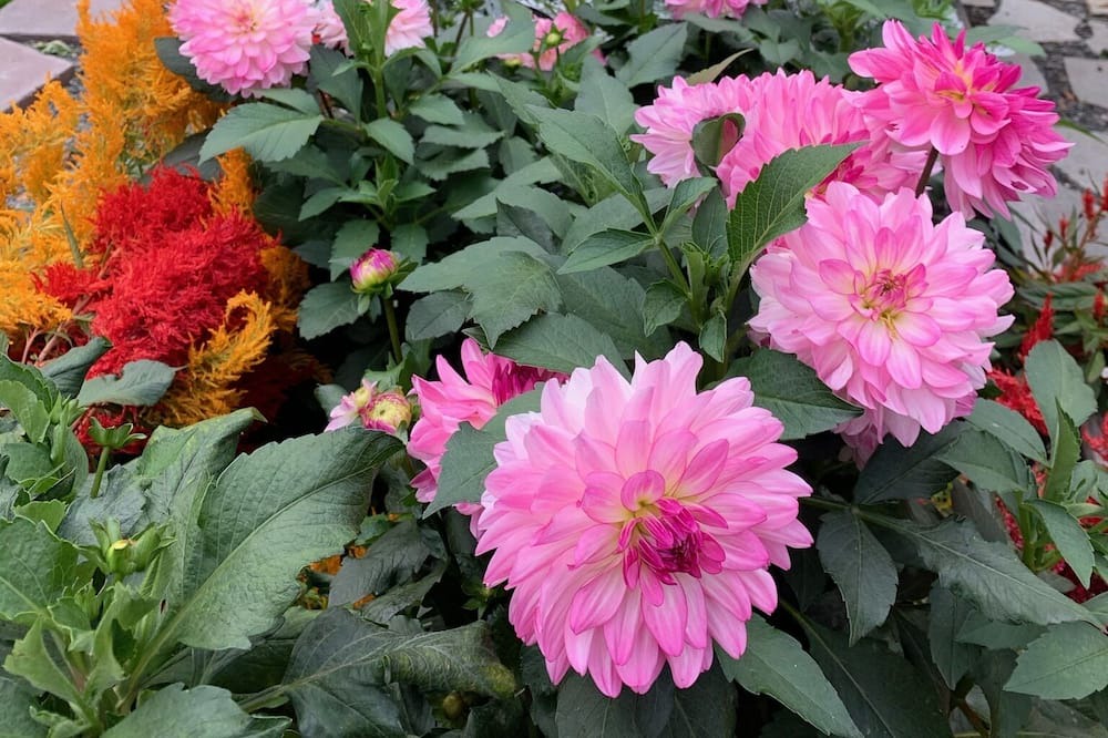 Photo of Outdoor in Maple Valley