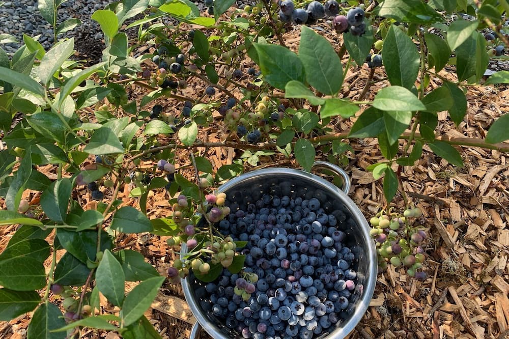 Photo of Outdoor in Maple Valley