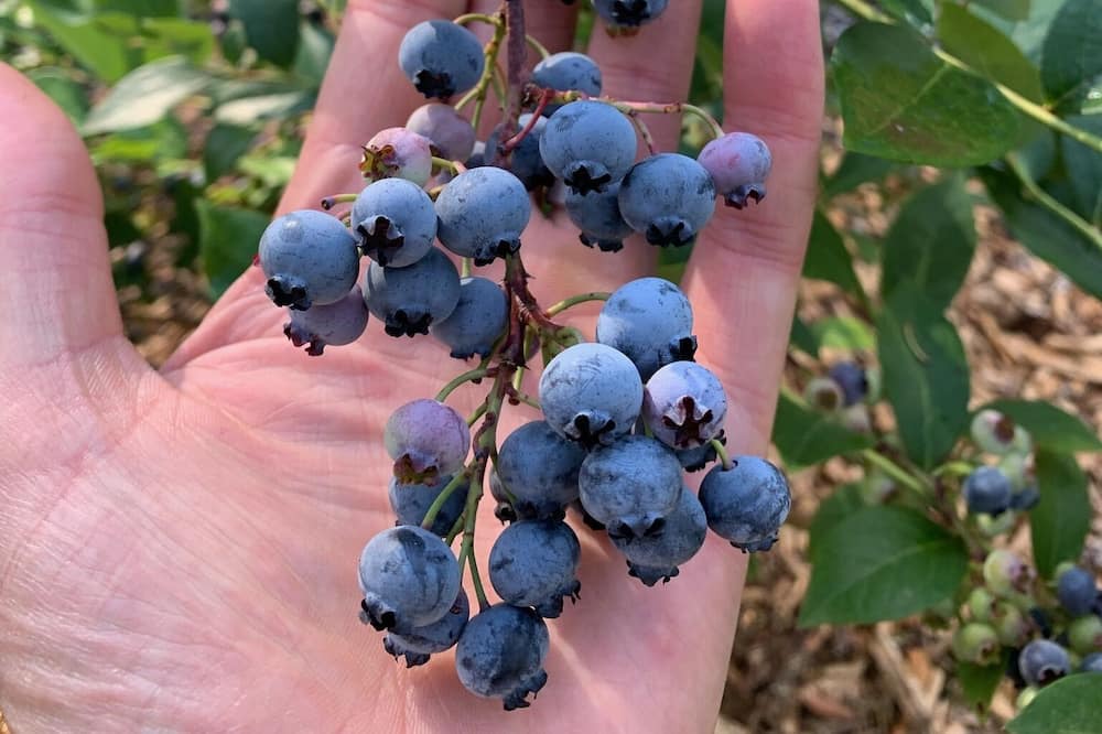 Photo of Outdoor in Maple Valley