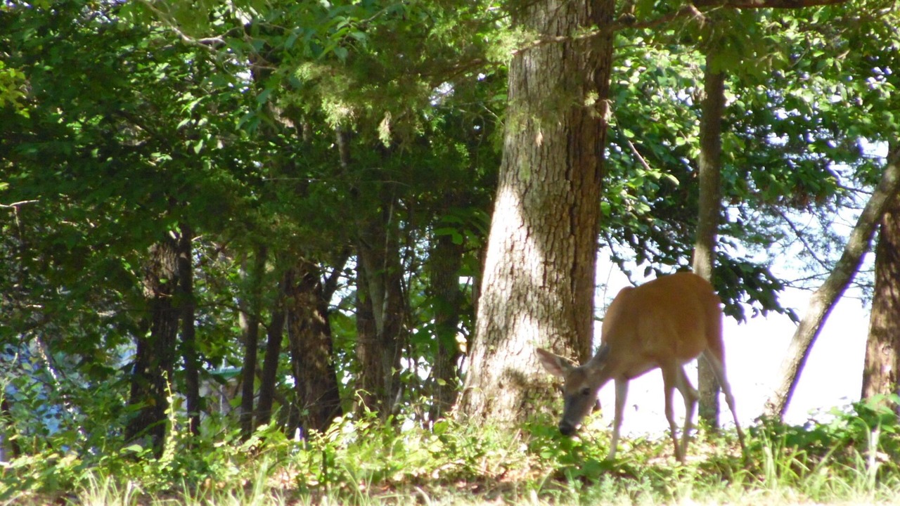 Photo of Outdoor in Jenkins