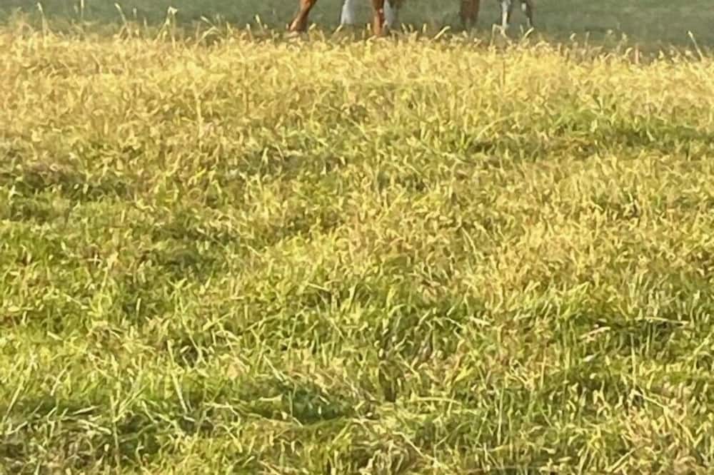Photo of Outdoor in Monroe City