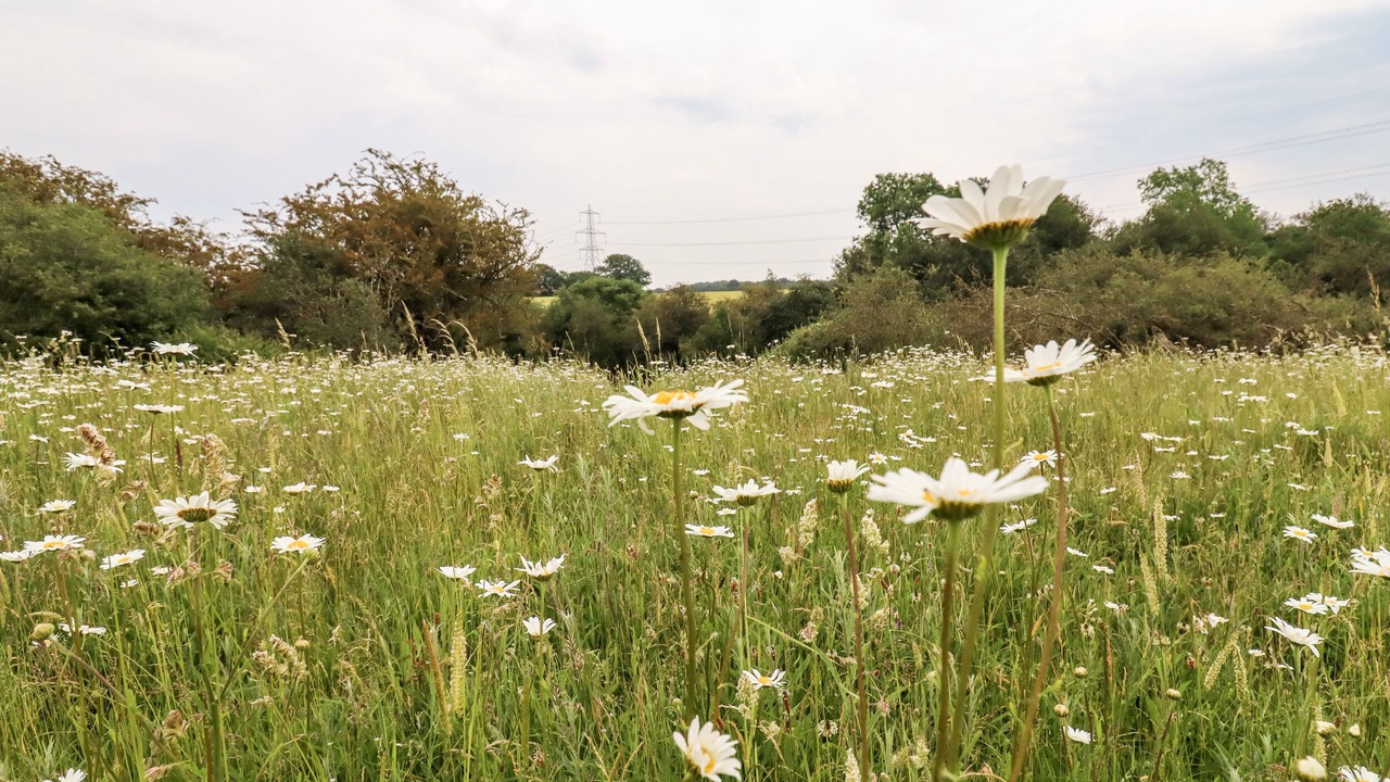 Photo of Others in Colchester