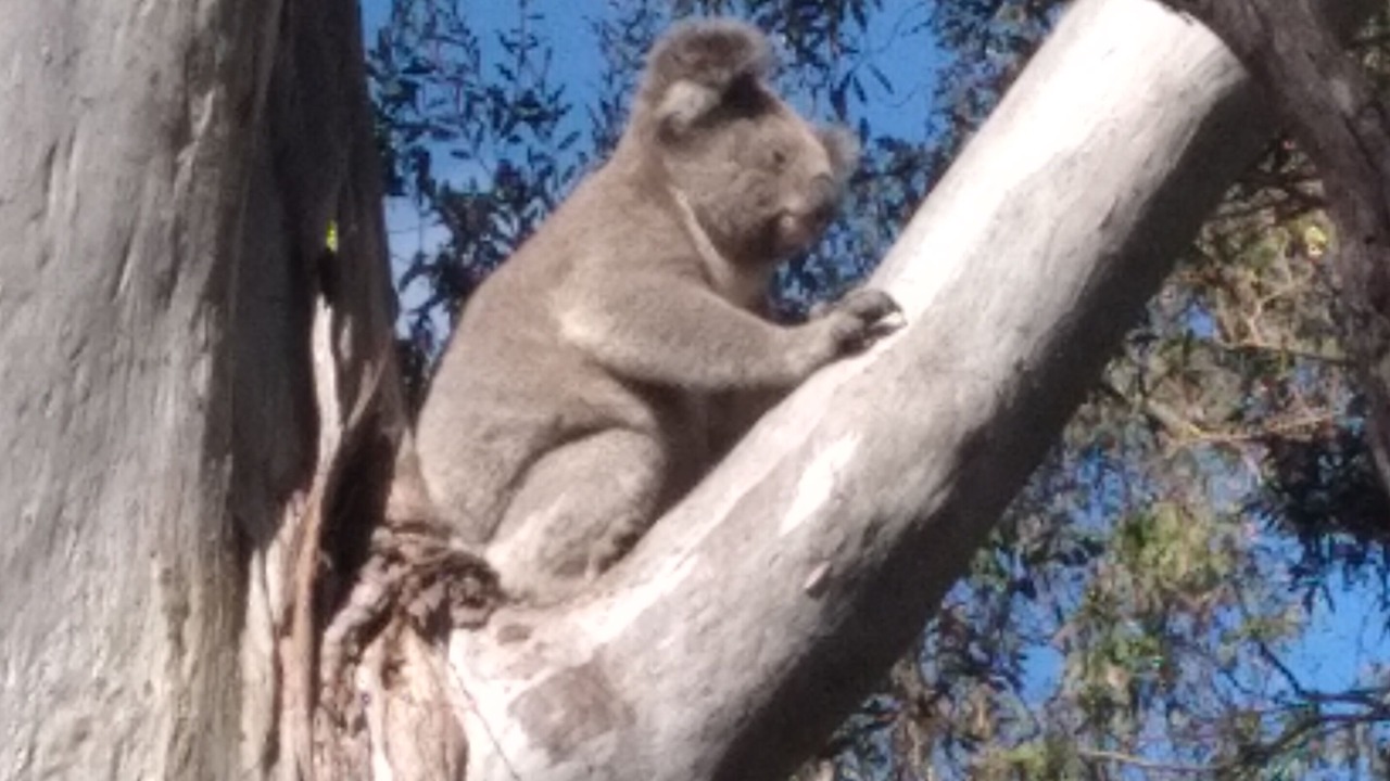 Photo of Outdoor in Mount Tamborine