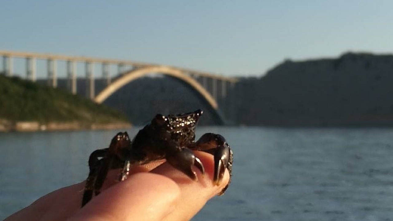 Photo of Others in Kraljevica