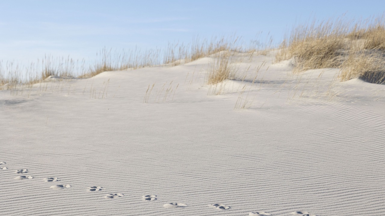 Photo of Others in Cape May Point