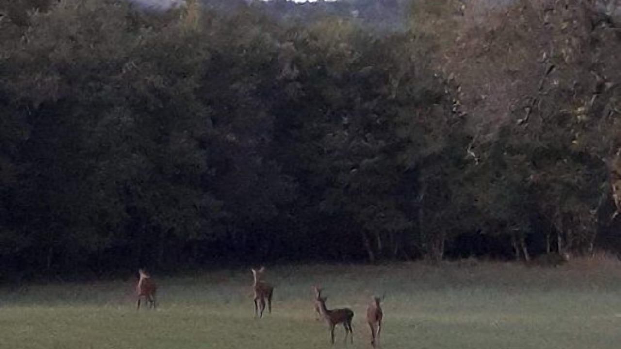 Photo of Others in Manaurie