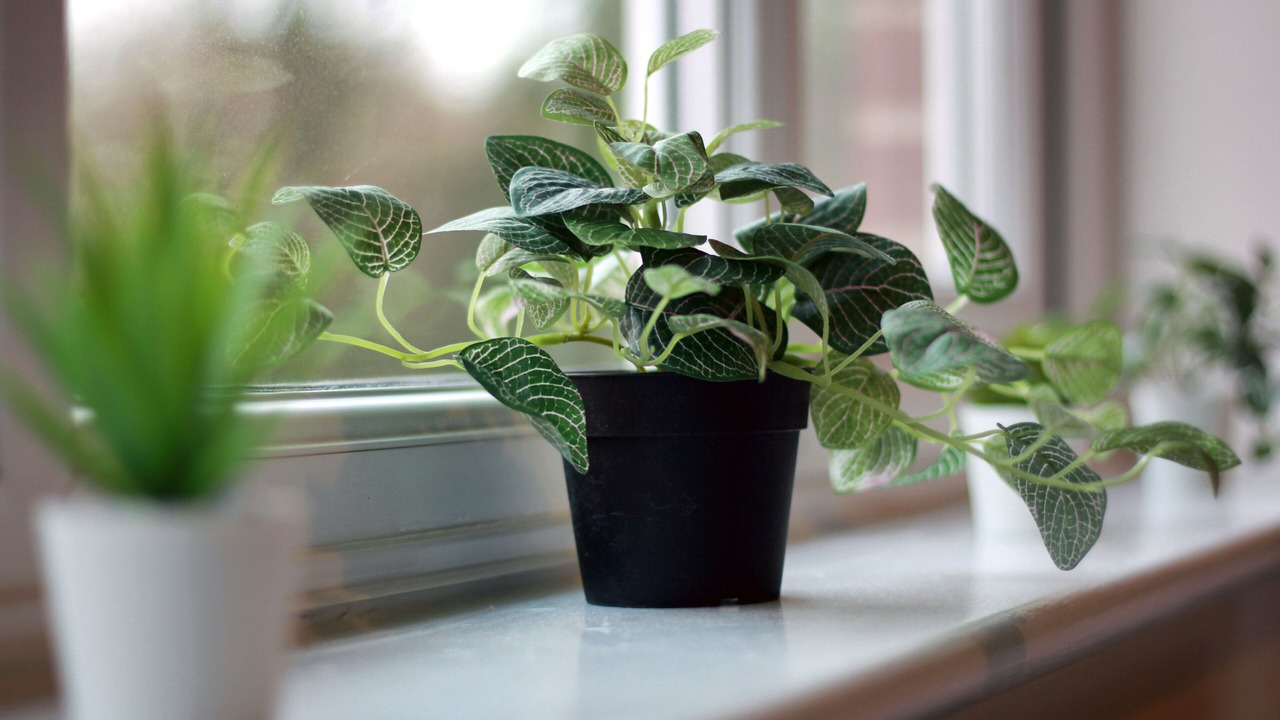 Photo of Others in Barnsley