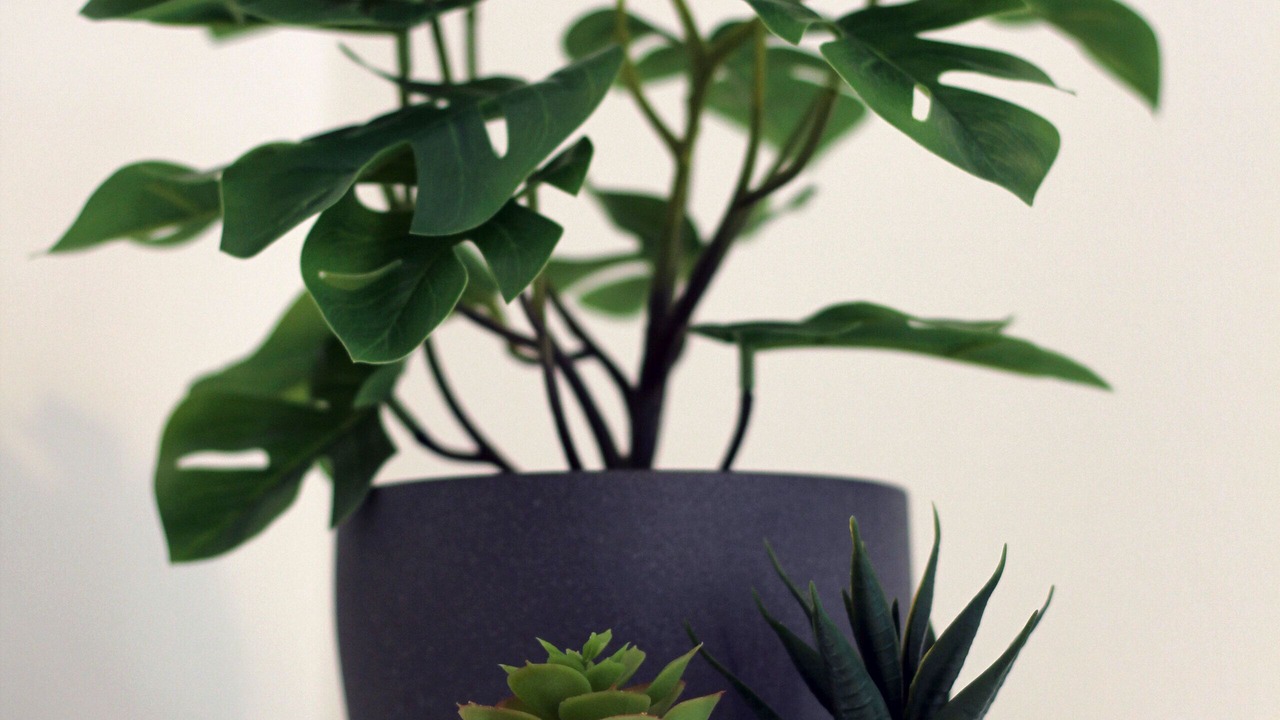 Photo of Others in Barnsley