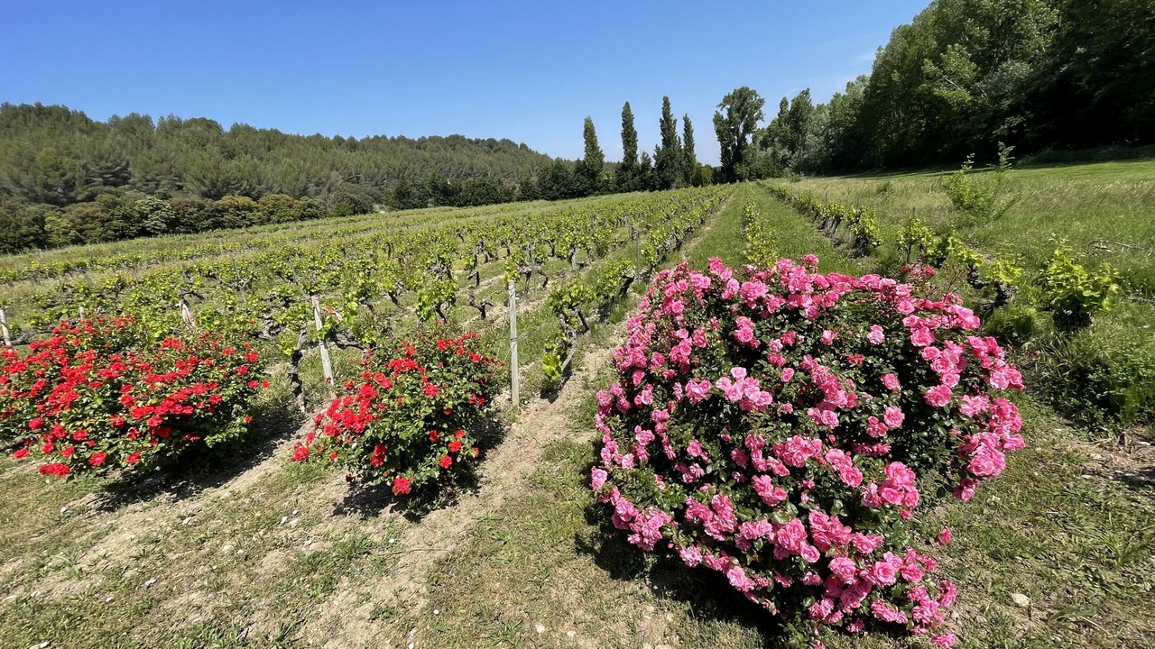 Photo of Outdoor in Loriol-du-Comtat
