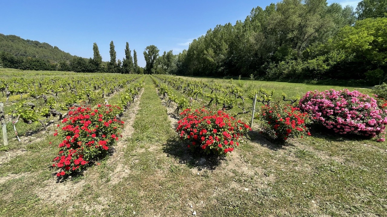 Photo of Outdoor in Loriol-du-Comtat