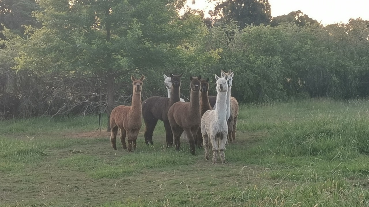 Photo of Others in Kilsyth