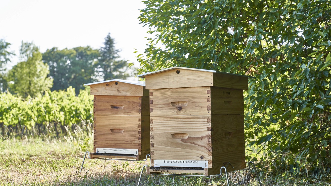 Photo of Outdoor in Libourne