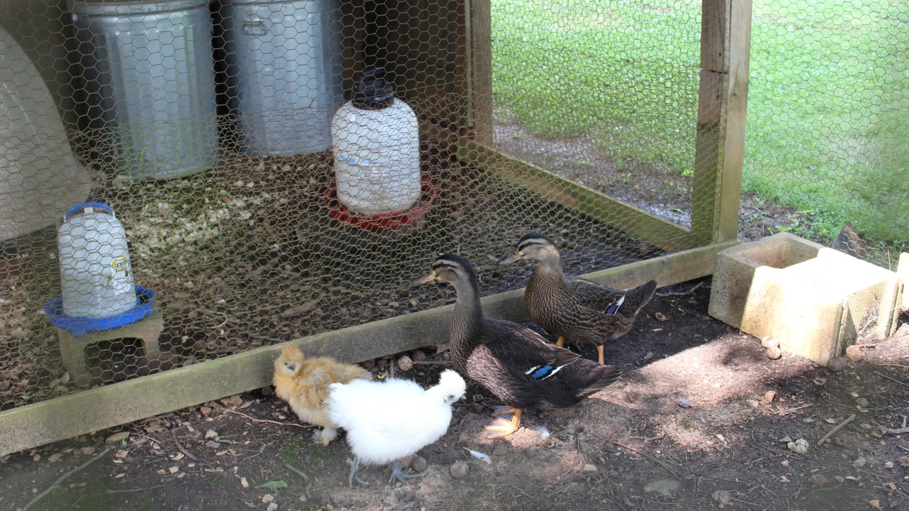 Photo of Others in Sautee Nacoochee