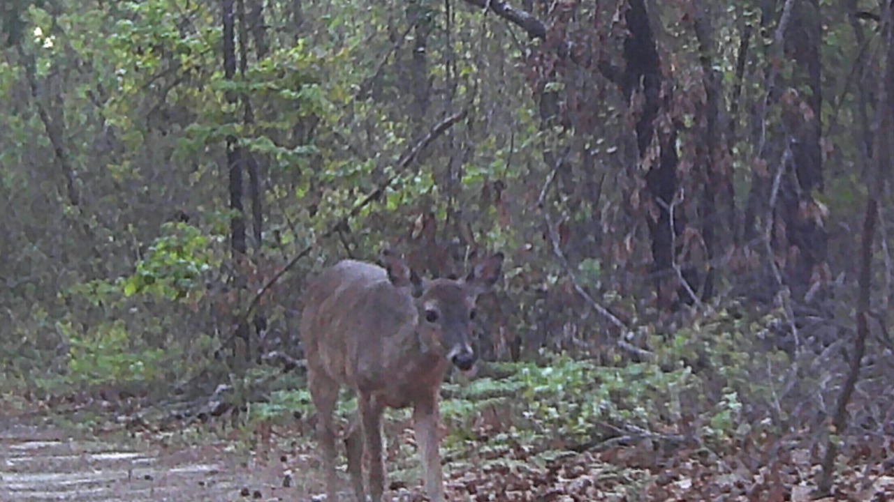 Photo of Others in Tyler
