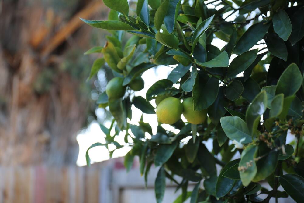 Photo of Others in East Palo Alto