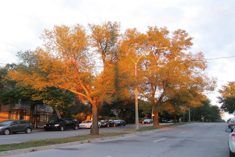 Photo of Others in Mercier-Hochelaga-Maisonneuve