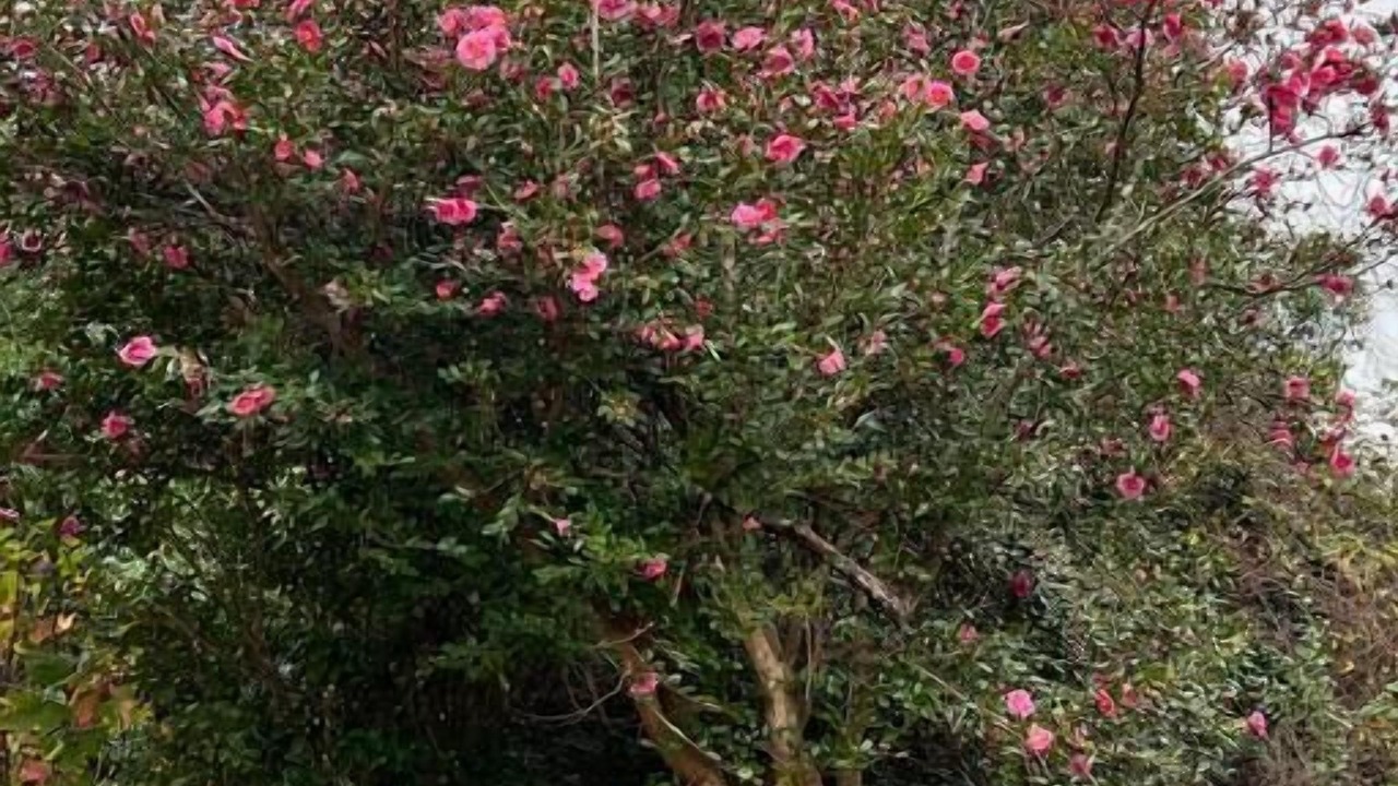 Photo of Outdoor in Wrightsboro