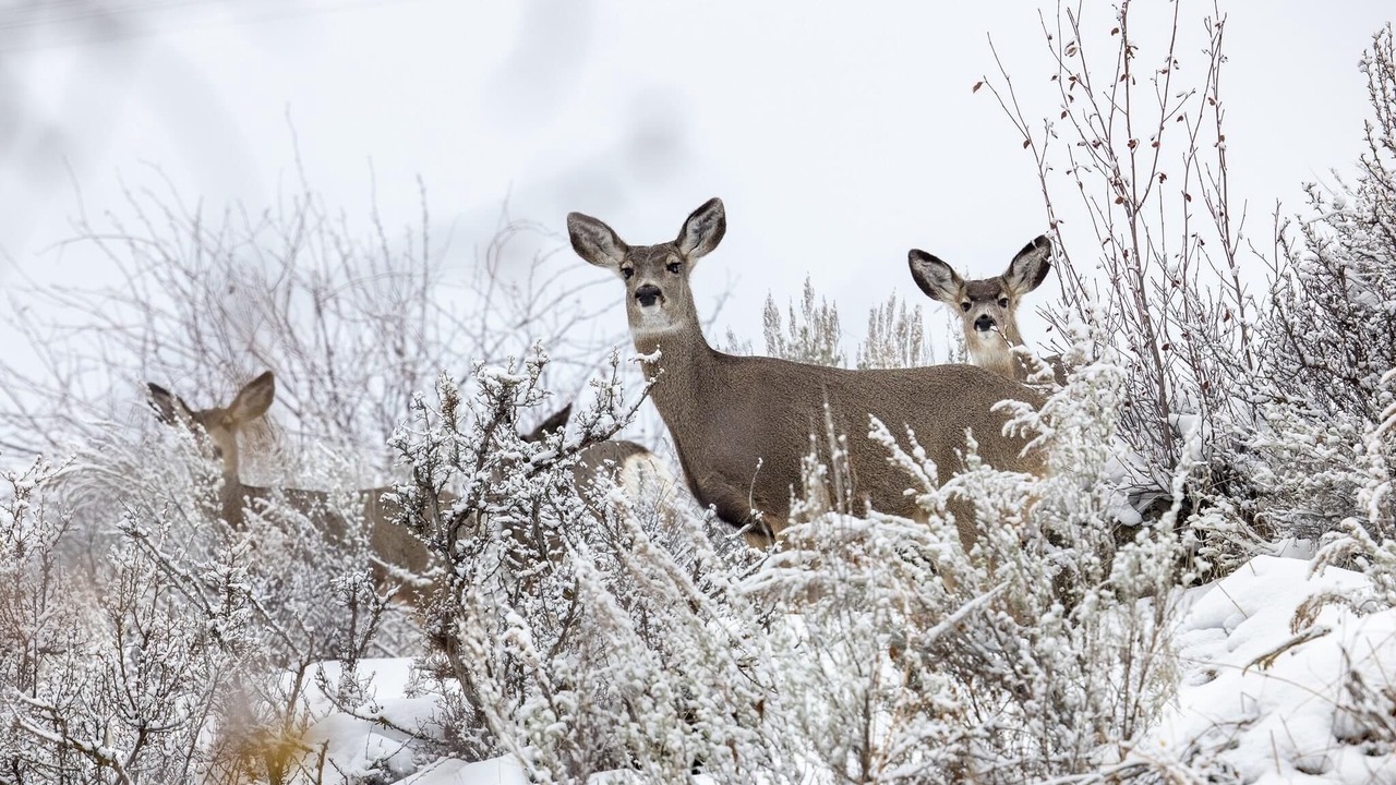 Photo of Others in Twisp