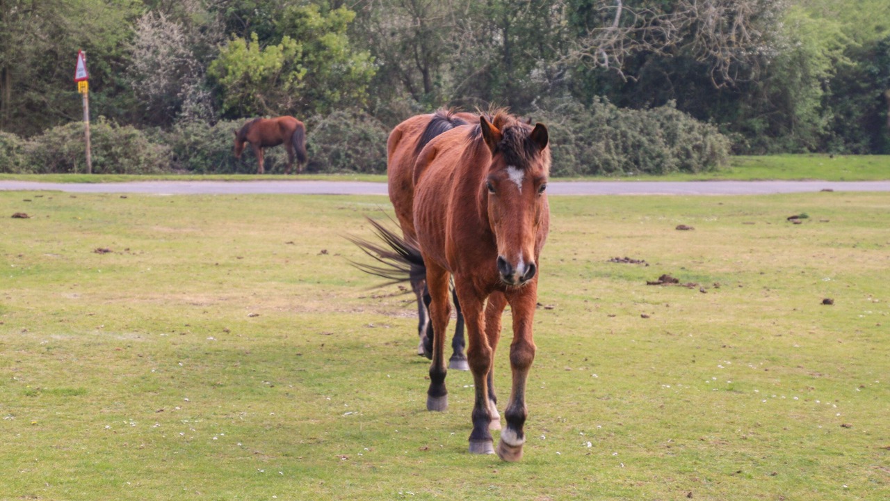 Photo of Others in Milford on Sea
