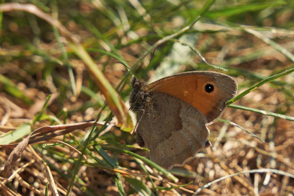 Photo of Others in Selsdon and Ballards