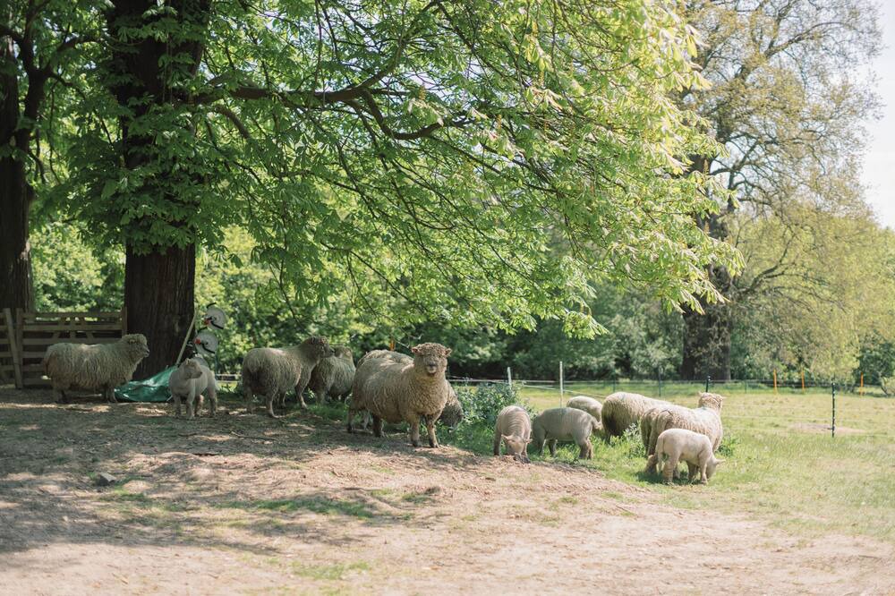 Photo of Others in Selsdon and Ballards