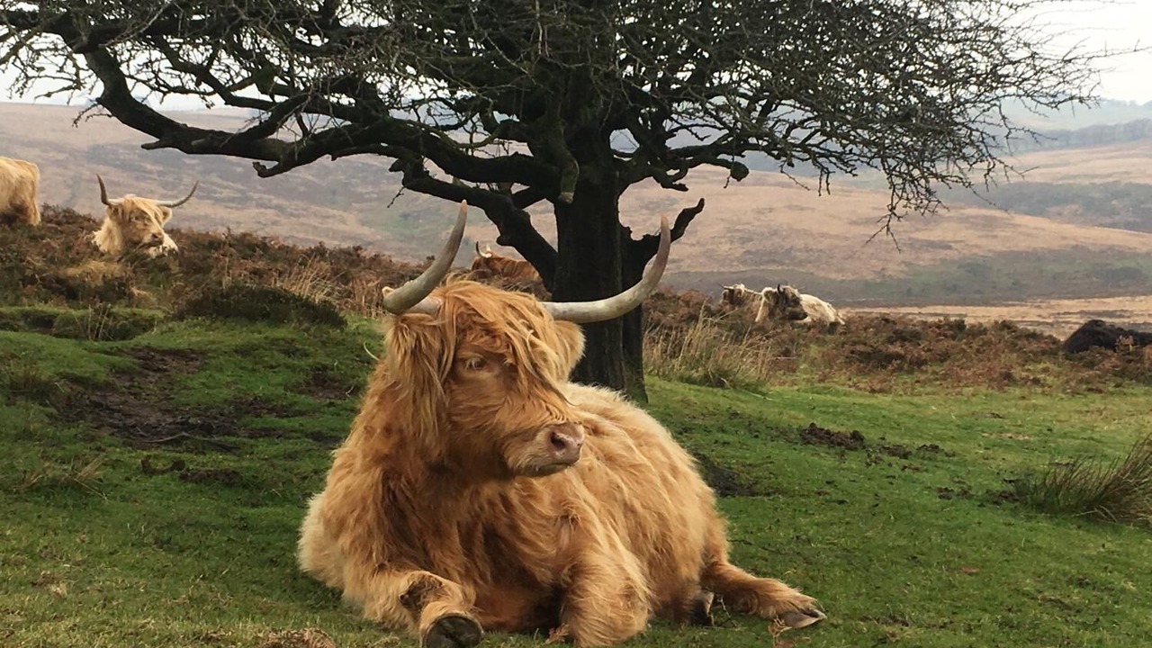 Photo of Others in Withypool