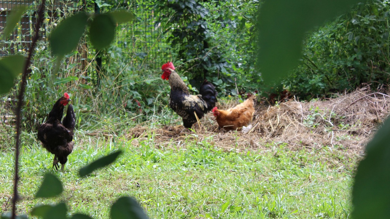 Photo of Outdoor in Saint-Victor-de-Malcap