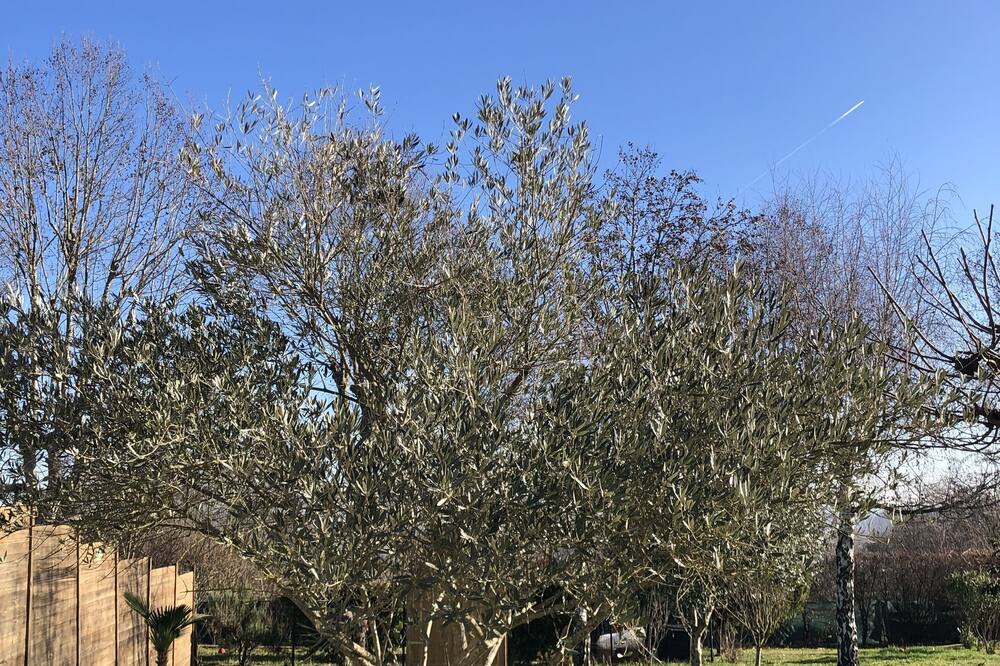 Photo of Outdoor in Auvillar