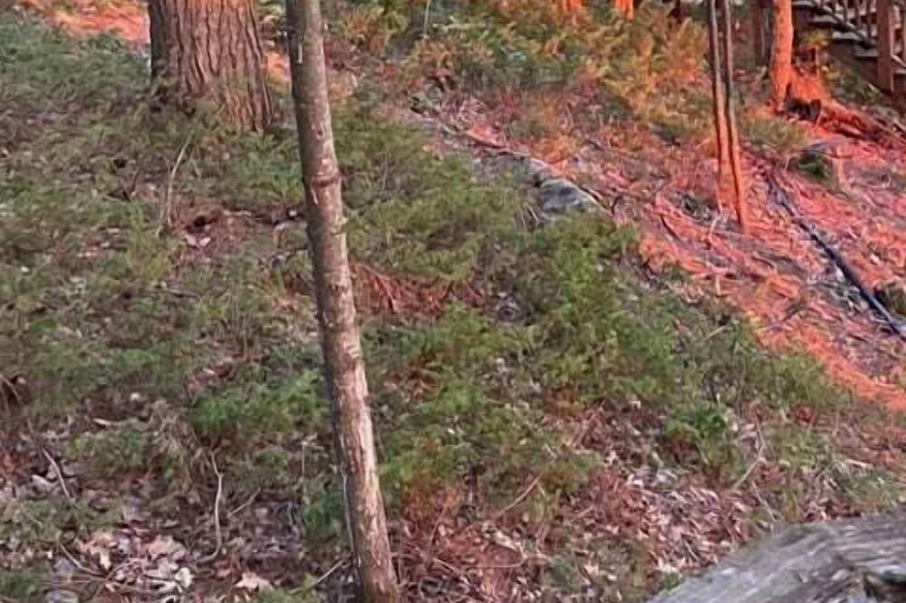 Photo of Others in Bracebridge