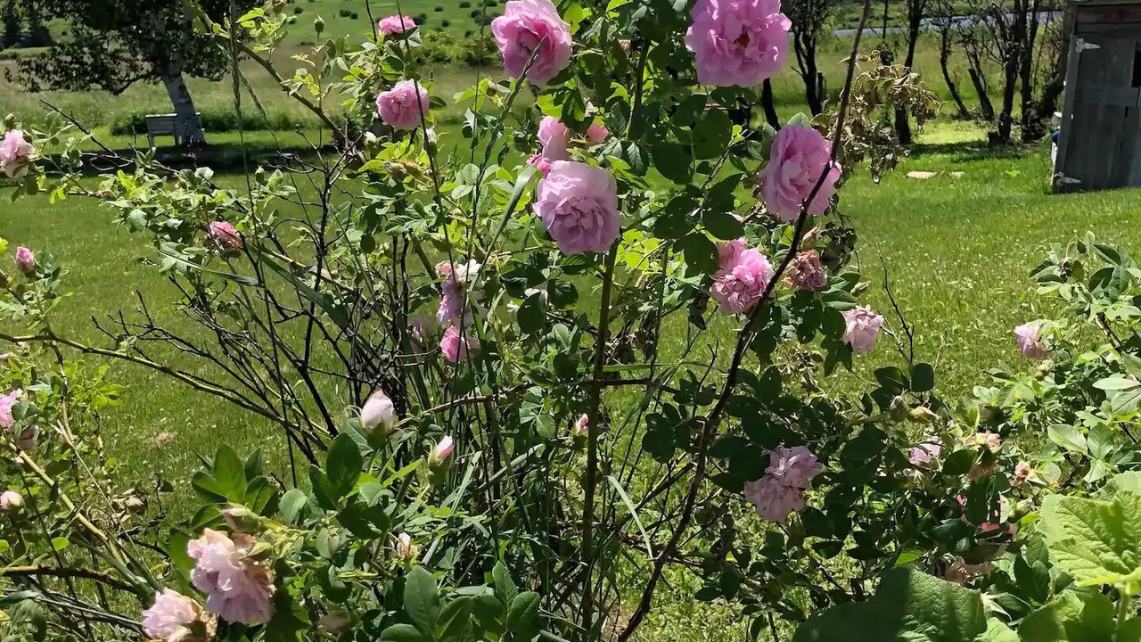 Photo of Outdoor in Cobleskill
